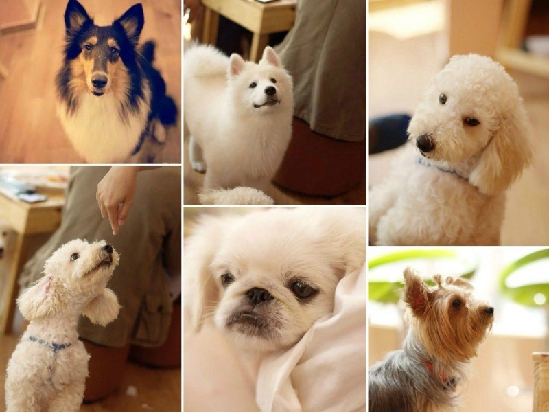 Những chú chó đáng yêu tại Hachiko Coffee