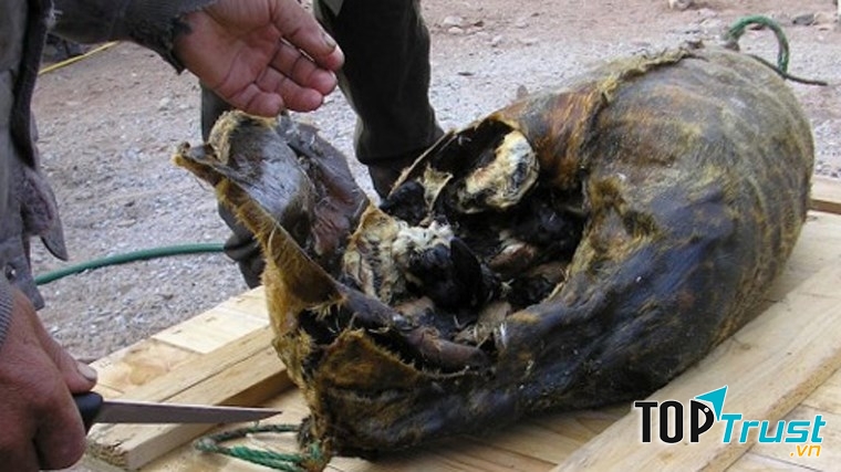 Hải cẩu thối rữa nhồi chim chết (Đan Mạch)