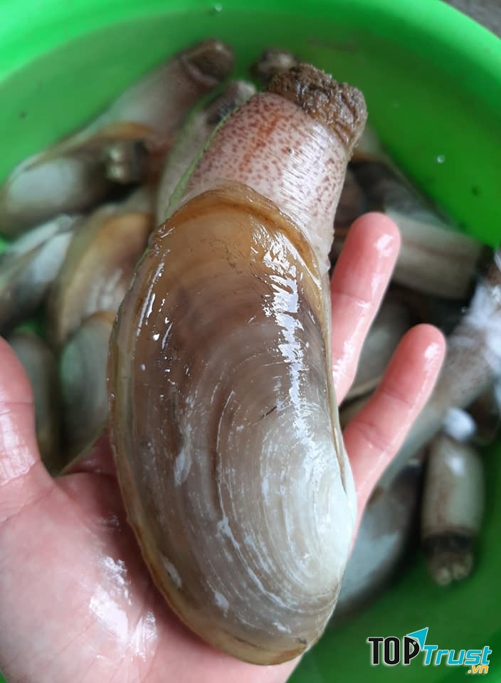 HẢI SẢN TƯƠI SỐNG NGUYÊN ANH