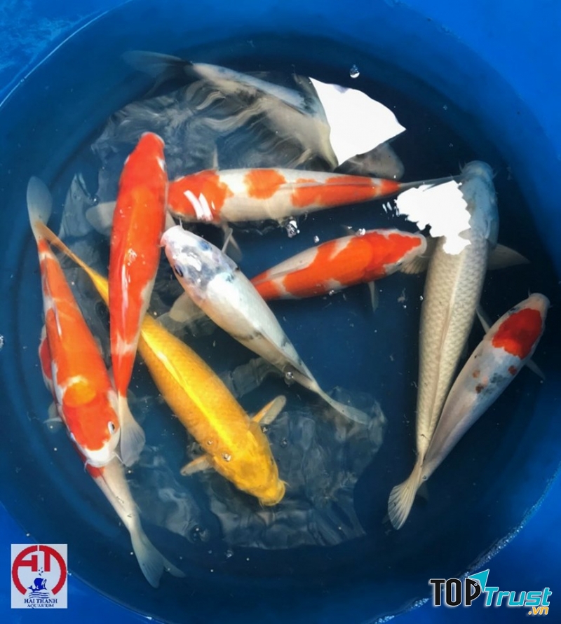 Hải Thanh Koi Farm