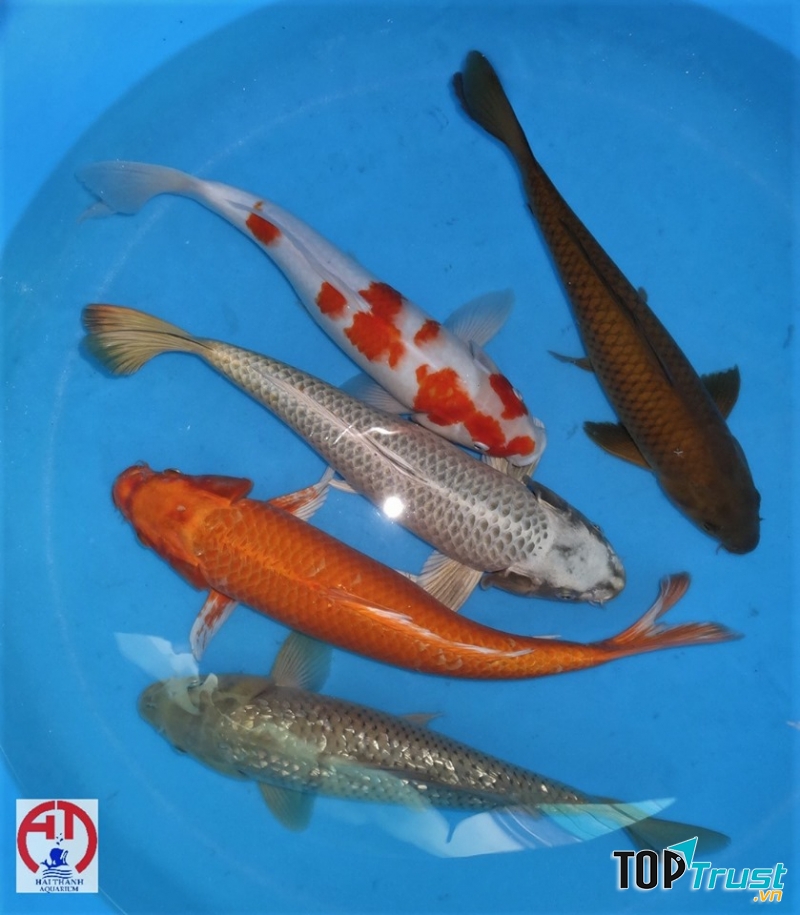 Hải Thanh Koi Farm