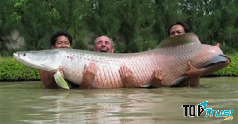Arapaima (Hải tượng long)