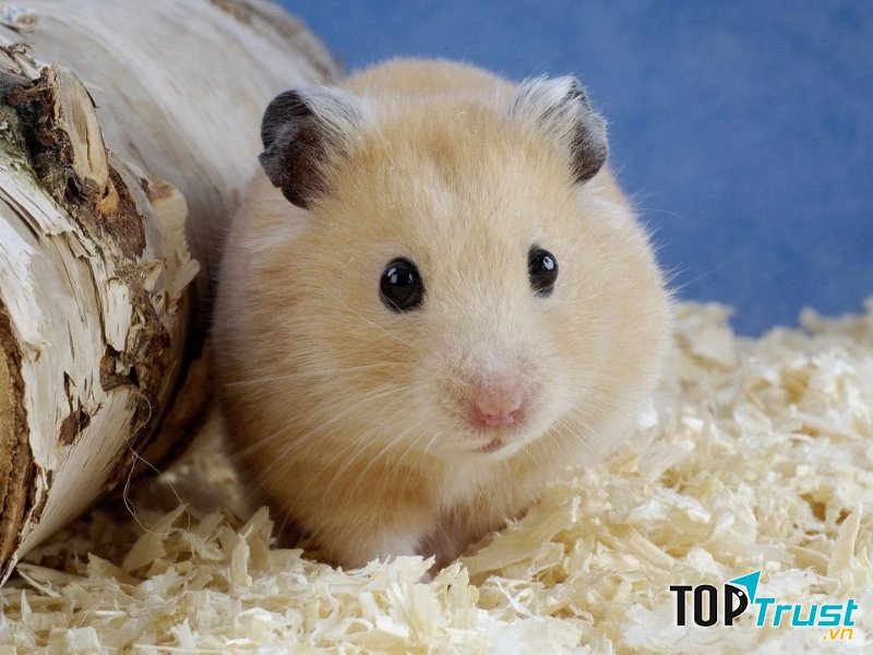Chuột Hamster