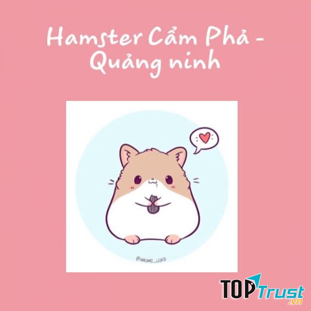 Hamster - Cẩm Phả, Quảng Ninh