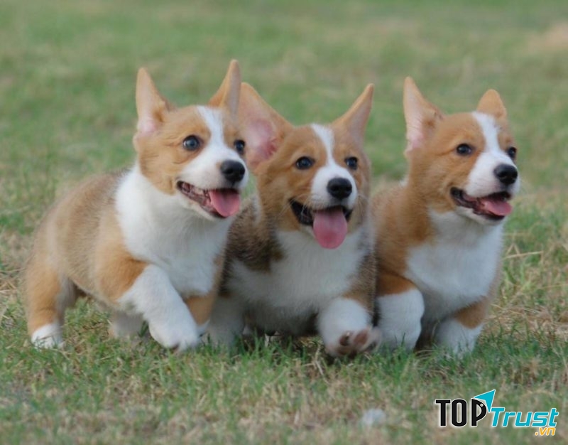 Hạn chế cho cún chơi với các chú cún khác đang bị nghi là mắc bệnh ve