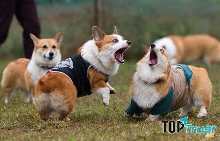 Hạn chế cho cún chơi với các chú cún khác đang bị nghi là mắc bệnh ve