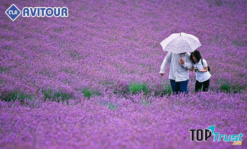 Cảnh du khách tham quan lễ hội hoa oải hương tại Hàn Quốc