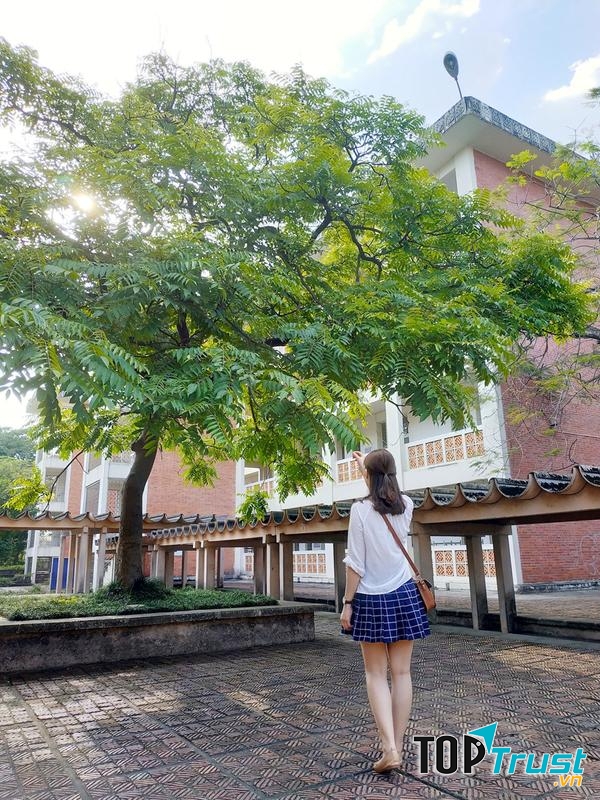 Hàng bằng lăng trước cổng khoa Pháp