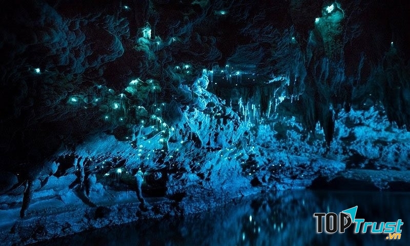 Hang đom đóm – New Zealand