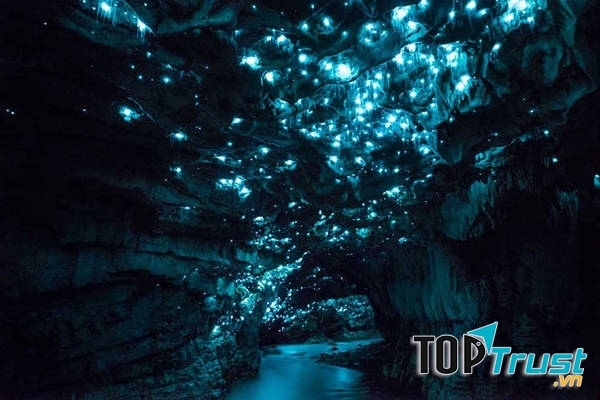 Hang đom đóm – New Zealand