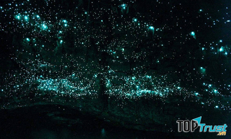 Hang động đom đóm Waitomo Glowworm (New Zealand)