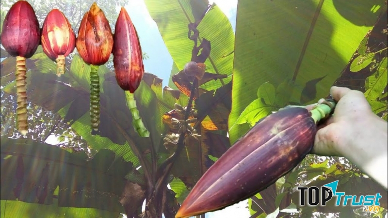 Thưởng thức hương vị của núi rừng