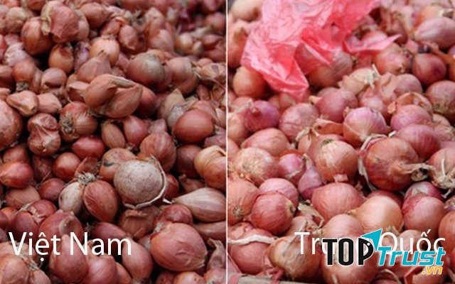 Hành ta và hành Trung Quốc