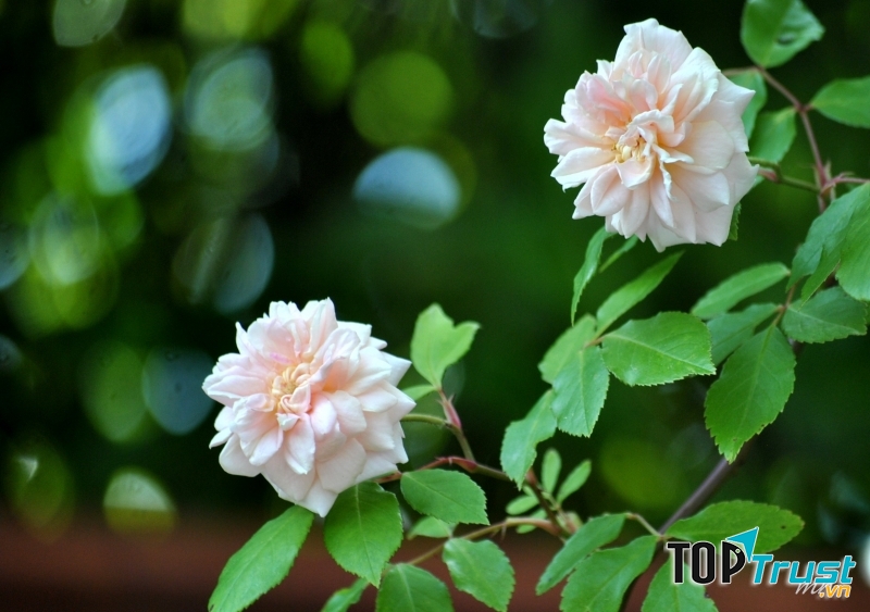 Hoa tường vi hồng
