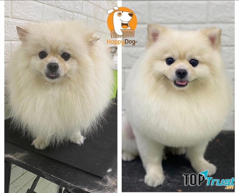 Happy Dog - Dog Grooming and Spa