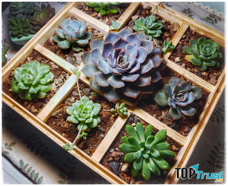 Happy House - Hoa Sen Đá Hải Phòng