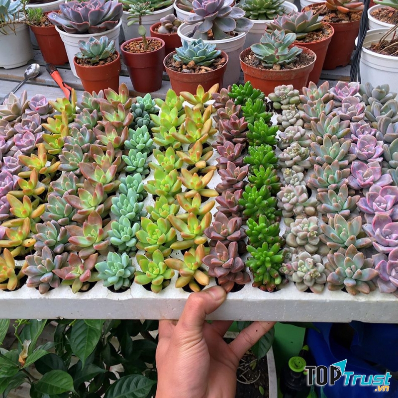 Happy House - Hoa Sen Đá Hải Phòng