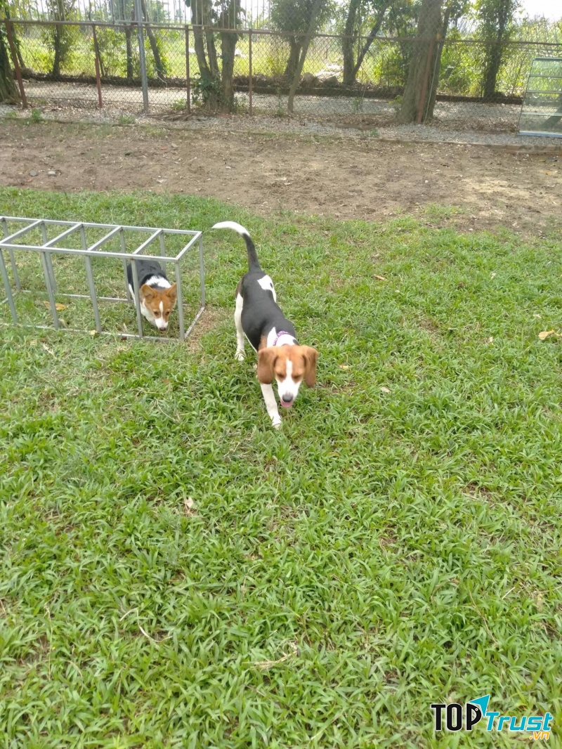 Happy Land Dog Training: Trung tâm huấn luyện chó tại Hà Nội