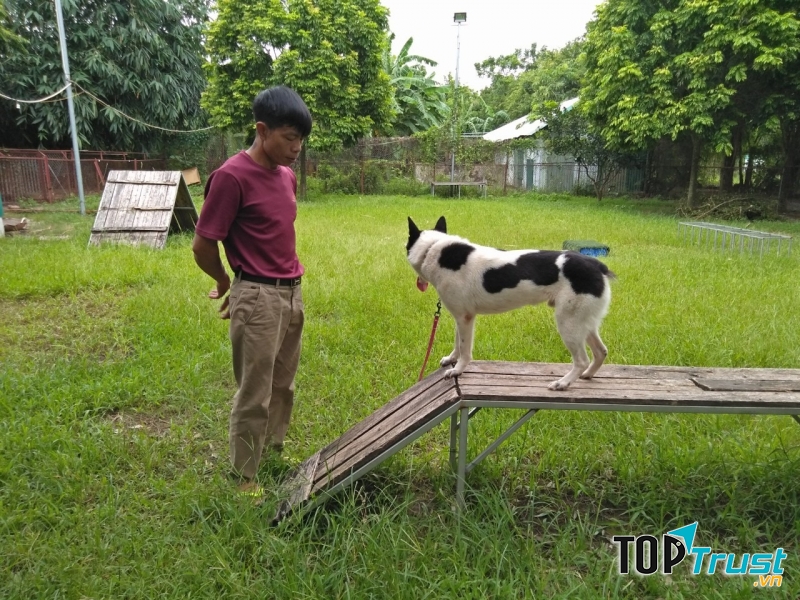 Happy Land Dog Training