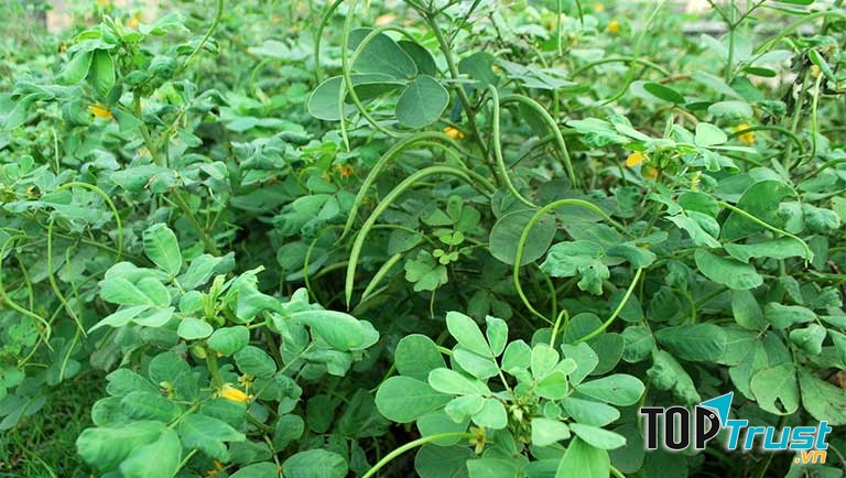 Ảnh minh họa - nguồn internet