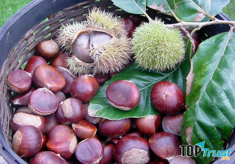 Trùng Khánh của Cao Bằng nổi tiếng cả nước với món hạt dẻ
