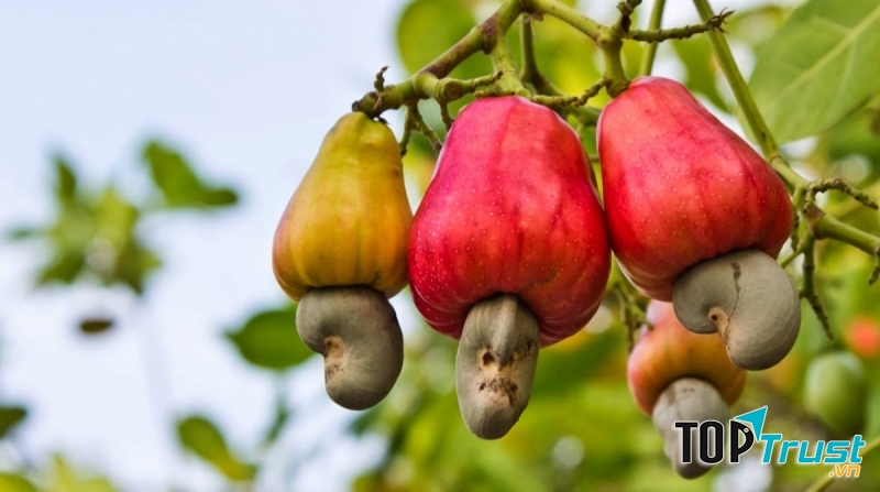 Hạt điều tại cây