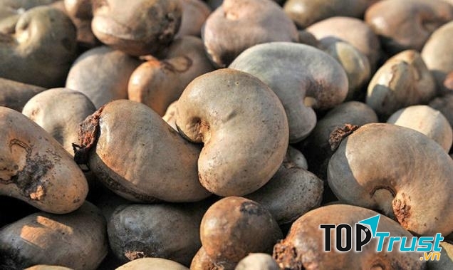 Không nên ăn hạt điều thô nguyên vỏ