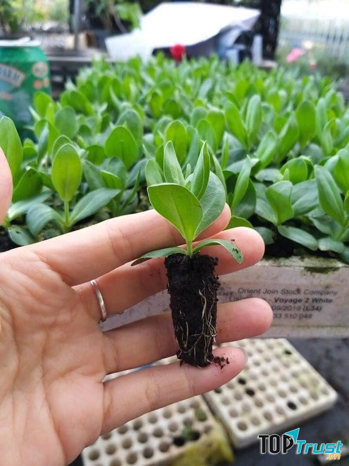Hạt giống, cây trồng