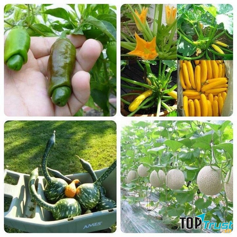 Kinh doanh hạt giống hoa, cây trồng là một hình thức kinh doanh khá mới