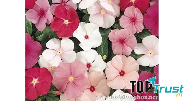 Hạt giống hoa Sunmart