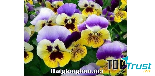 Hạt giống hoa Sunmart