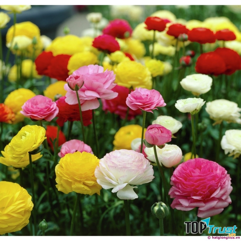 Hạt giống hoa Hồng Ri Ba Tư
