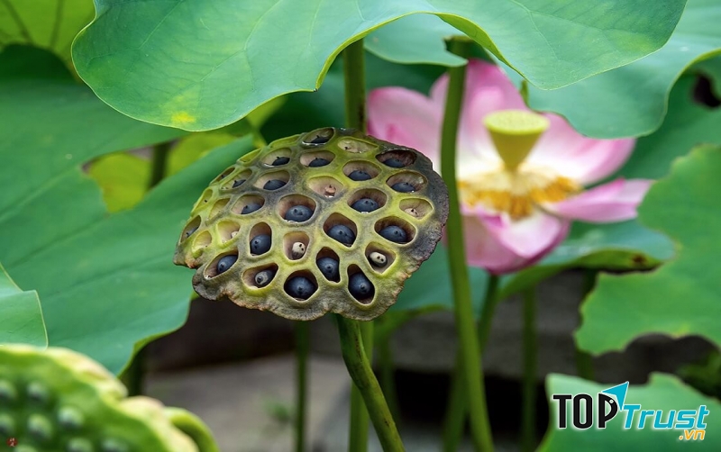 Hạt sen là thực phẩm vô cùng bổ dưỡng đối với phụ nữ mang thai.