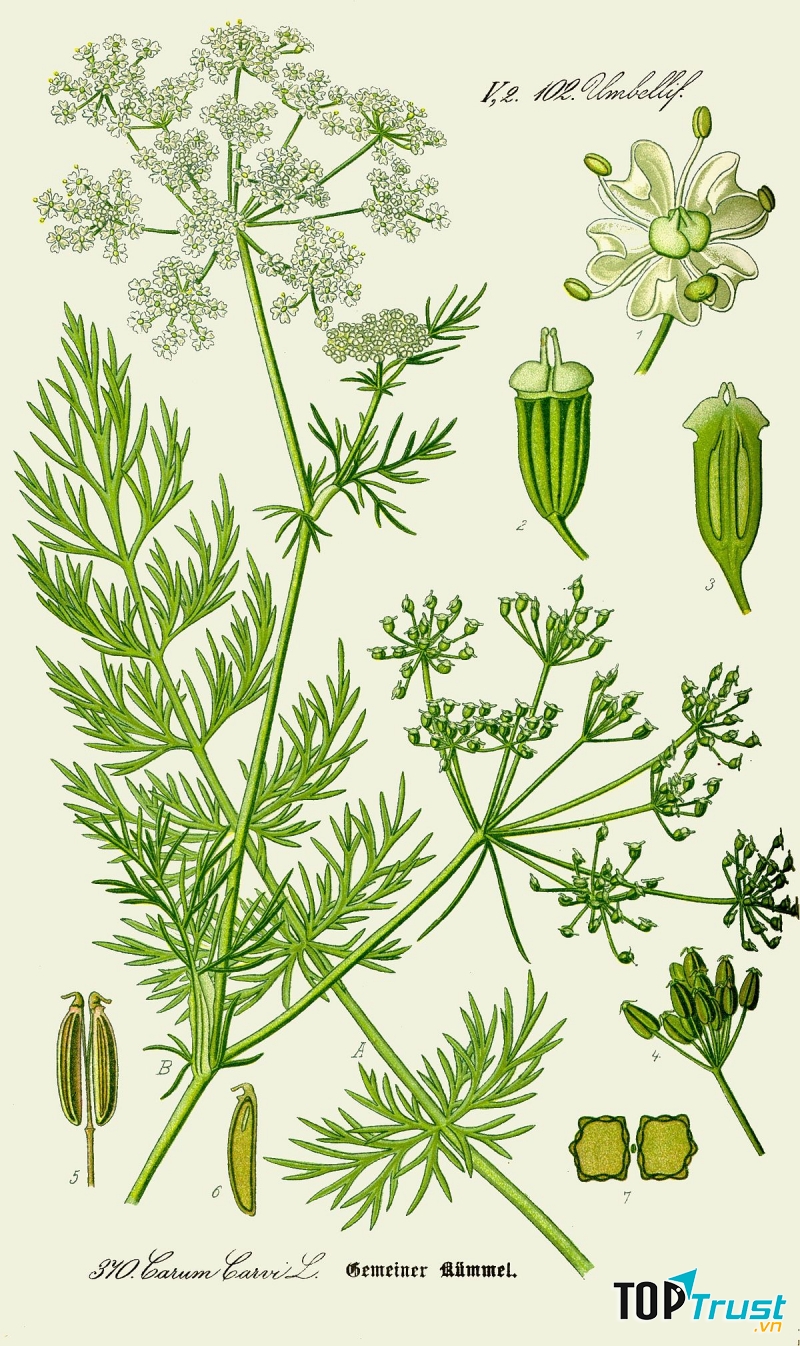 ﻿Thì là Ai Cập