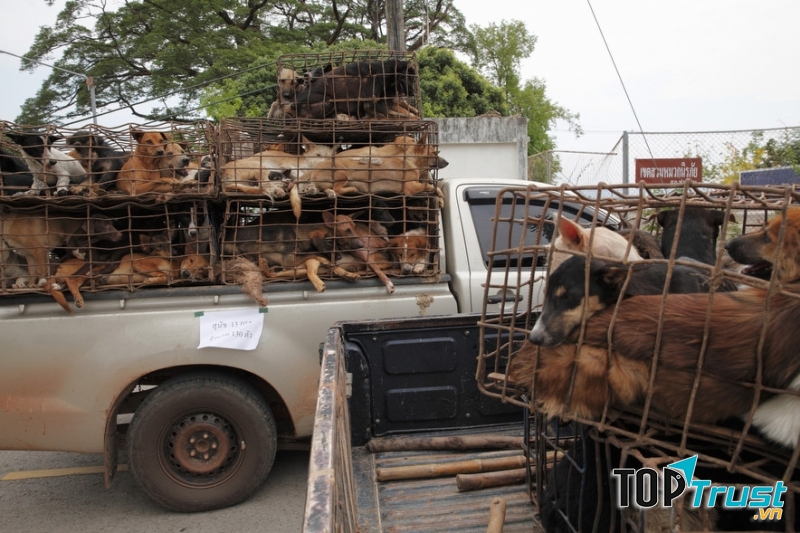 Hãy từ bỏ nghề sát sinh