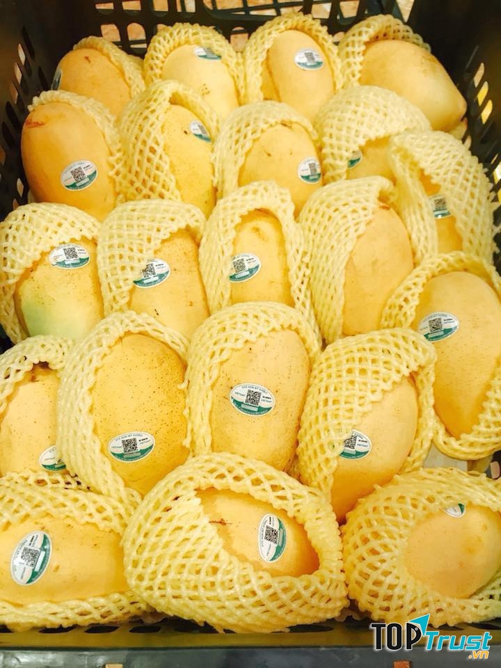 Hệ thống FUJI FRUIT Hoa quả sạch Hải Dương