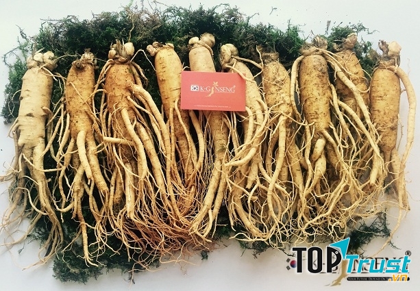 SÂM TƯƠI HÀN QUỐC