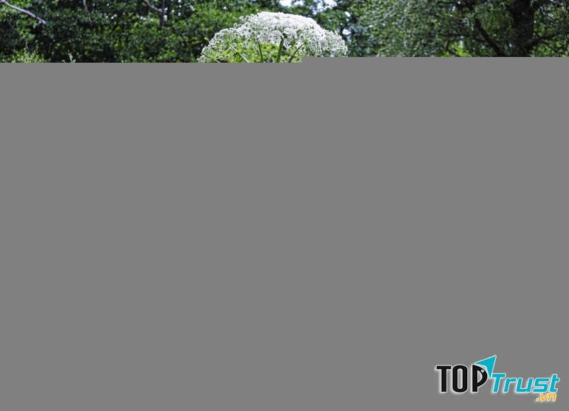 Heracleum mantegazzianum là loài cây có độc tính cao