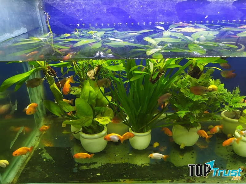 Cá Cảnh Hiền Phương là cửa hàng chuyên thiết kế và cung cấp bể cá cảnh, bể cá mini, bể cá thủy sinh và thác nước mini theo phong thủy có sẵn giúp trang trí làm đẹp không gian