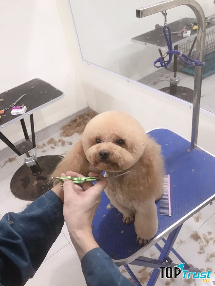 HIEU SPA - Mini Pet Mart & Pet Hotel