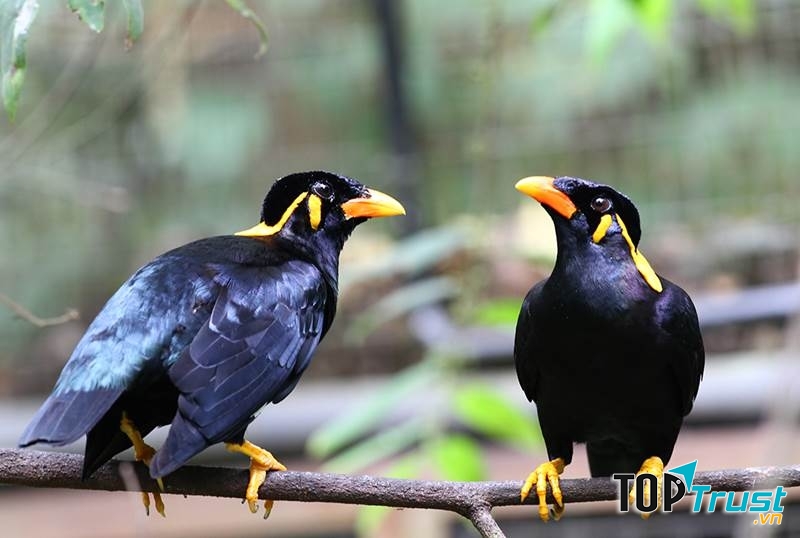 Chim Yểng là một trong số các đại diện của những loài chim biết nói, gây ấn tượng bởi khả năng phát âm chuẩn xác đến bất ngờ