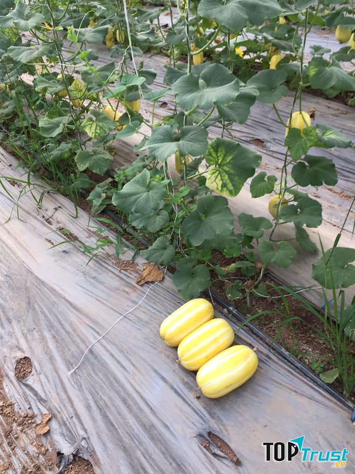 HMK FARM – Vì Một Nền Nông Nghiệp Hiện Đại