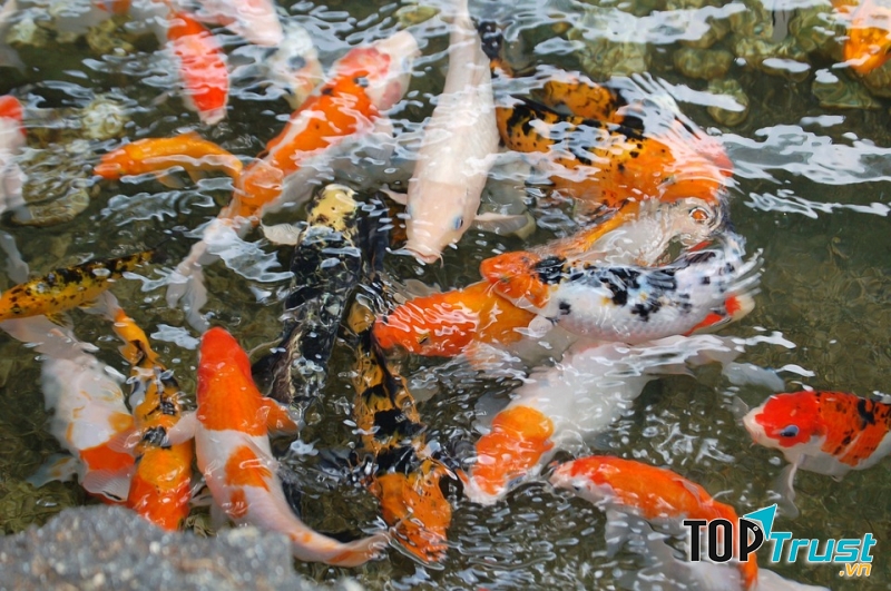 Hồ Cá Koi Đà Nẵng