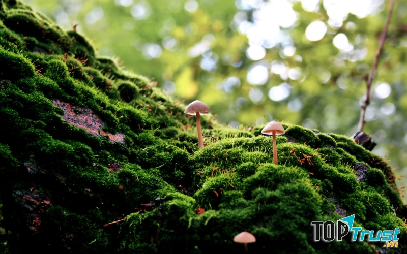 Hô hấp hiếu khí