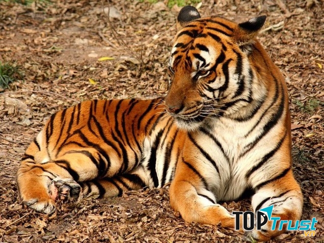 Trên thế giới số lượng loài này chỉ còn khoảng 100 con