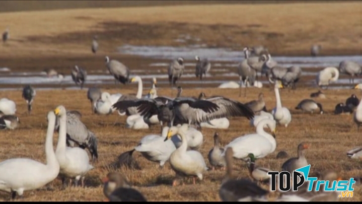 Hồ Hornborga là một thiên đường nổi tiếng cho các loài chim đến nghỉ ngơi và sinh sản