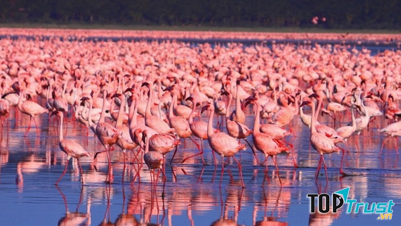 Hồ Nakuru (Kenya)