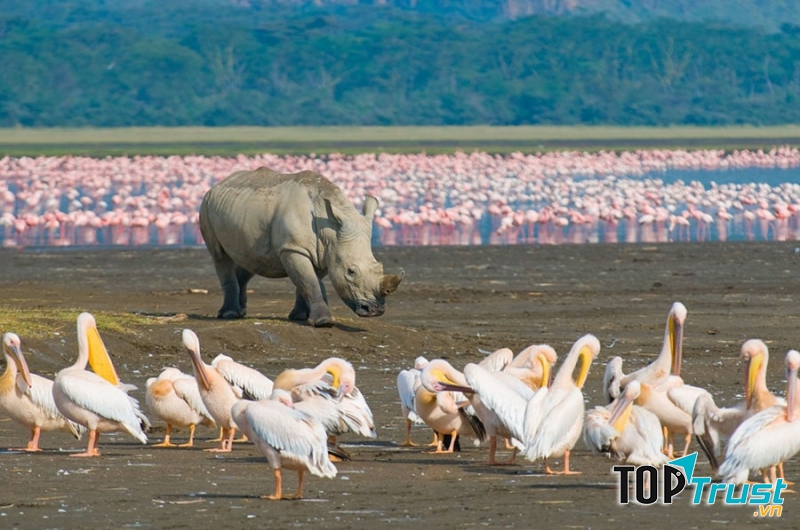 Hồ Nakuru (Kenya)