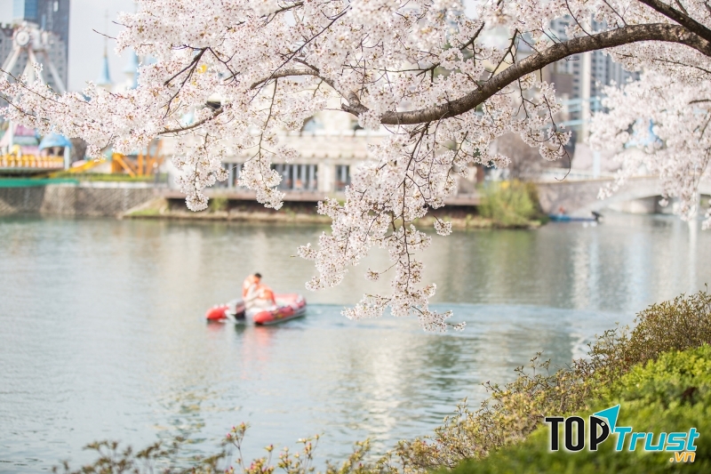Hồ Seokchon là nơi lý tưởng để bạn tận hưởng trọn vẹn mùa xuân của Hàn Quốc