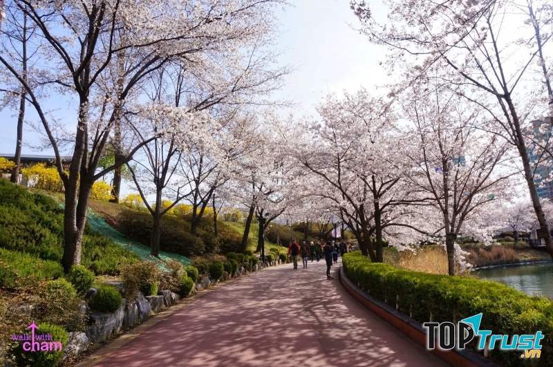 Thong thả tản bộ ngắm hoa dọc hai bờ hồ